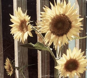 Morning Sunflower - 8x8 color print