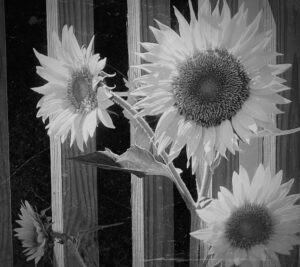 Morning Sunflower - 8x8 black & white print